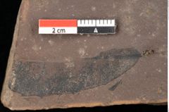 Foto (Detailsansicht) von Quercus palaeoilex Ettingshausen (NHMW-GEO-2024-0188-0860)